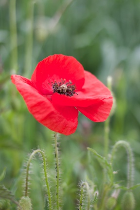 Mohn