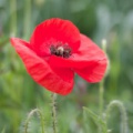 Mohn